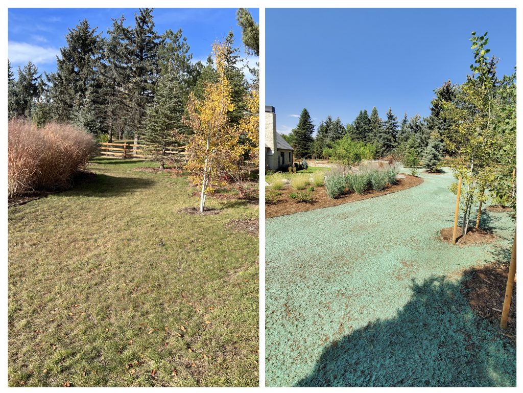 Before and After images of hydroseeding by Foothills Hydroseed. The images show an area after being freshly sprayed and then after the grass has grown in. There are multiple pine and aspen trees.