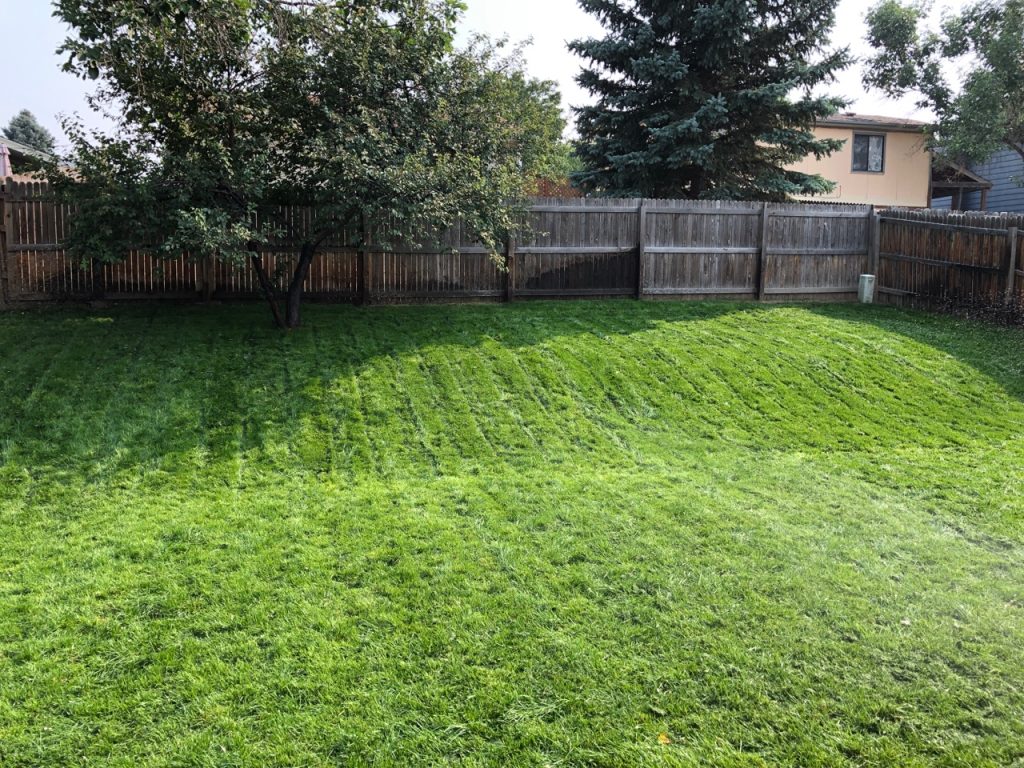 A residential backyard with a beautiful and healthy lawn of which half is fully grown hydroseed matched to existing grass.