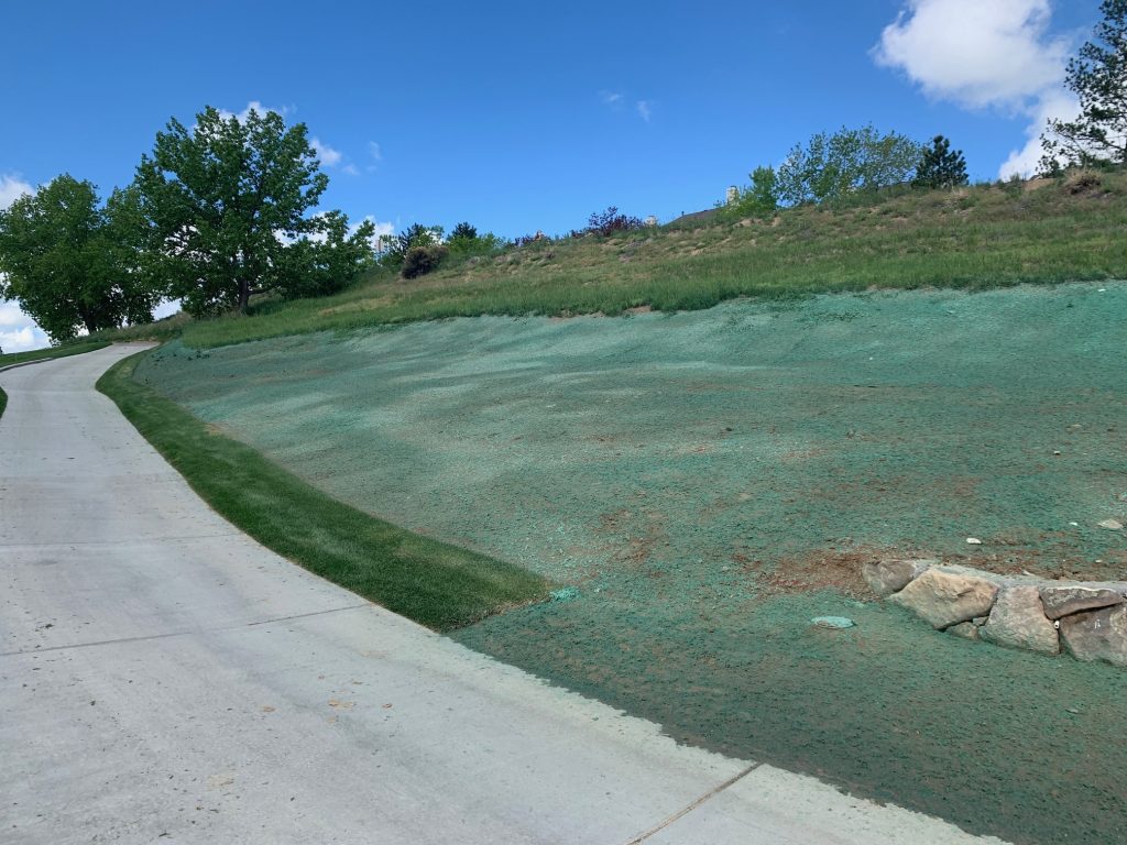 A hillside with the end of a retaining wall with hydroseed / hydromulch for erosion control.