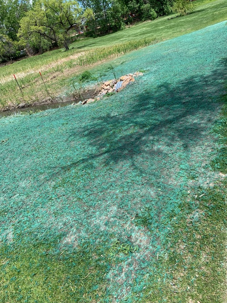 A small are of recent hydroseeding / hydroturfing that was made to match existing grass and fill in dead spots.