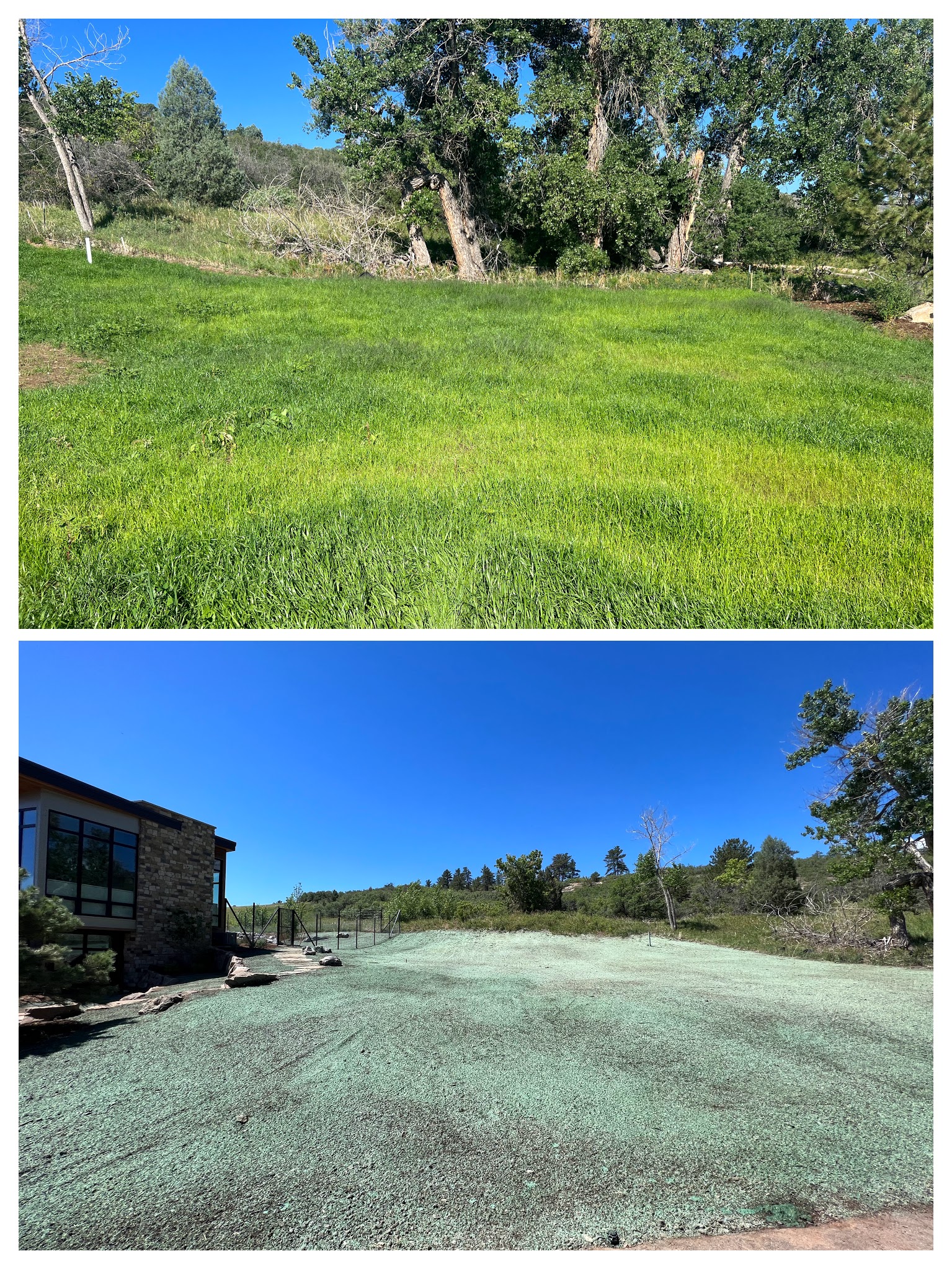 A before and after picture of residential hydroseeding. The before shows a freshly seeded area by a house, the after shows a healthy and lush grassy lawn.