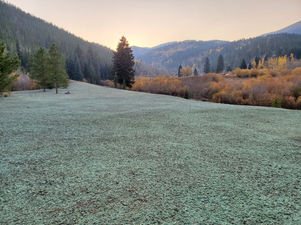 An area in the process of hydroseeding / hydroturfing for erosion control.