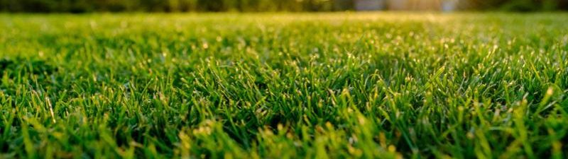 A closeup of healthy hydroseed lawn at sunrise.